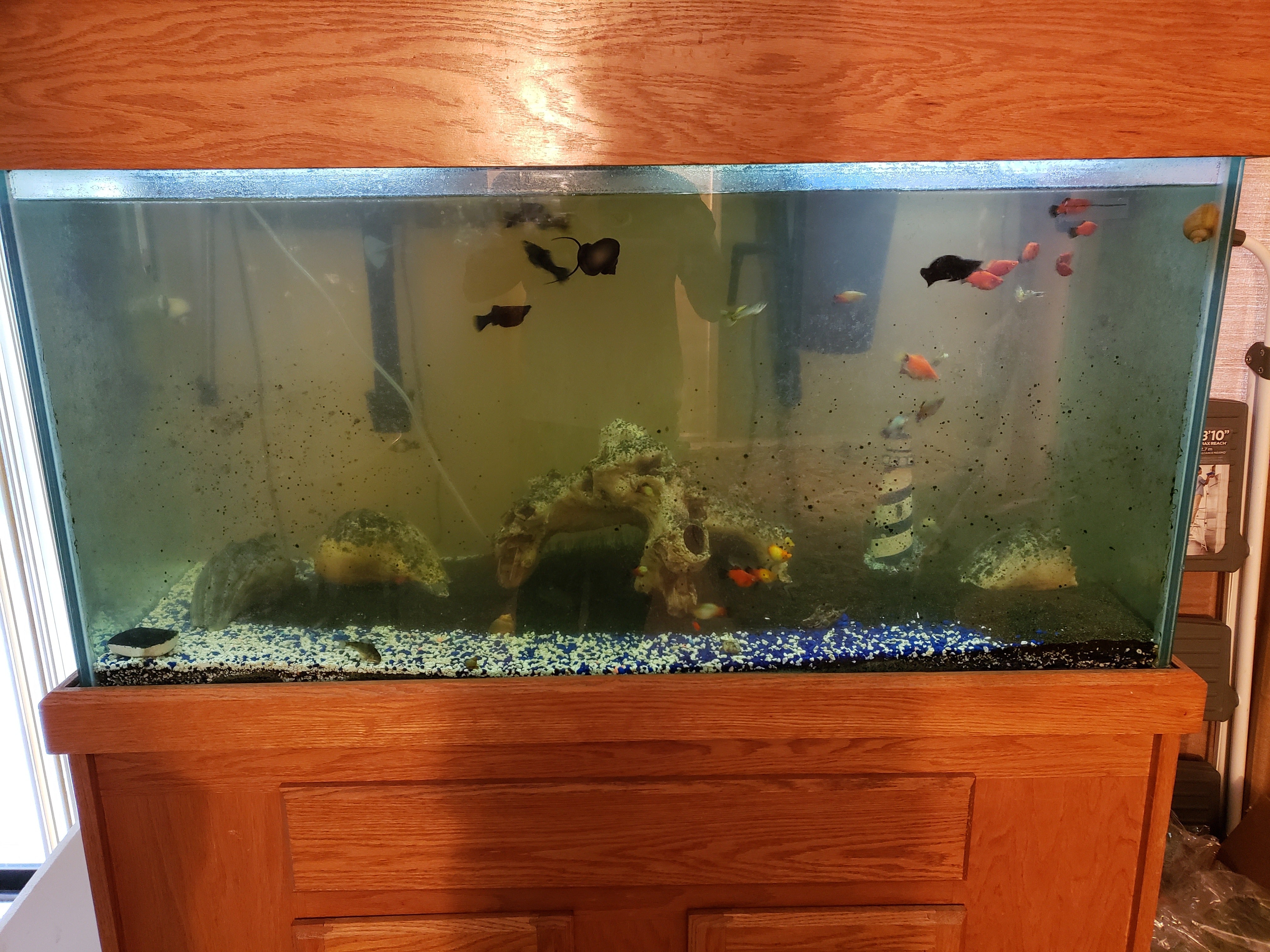 Algae Buildup