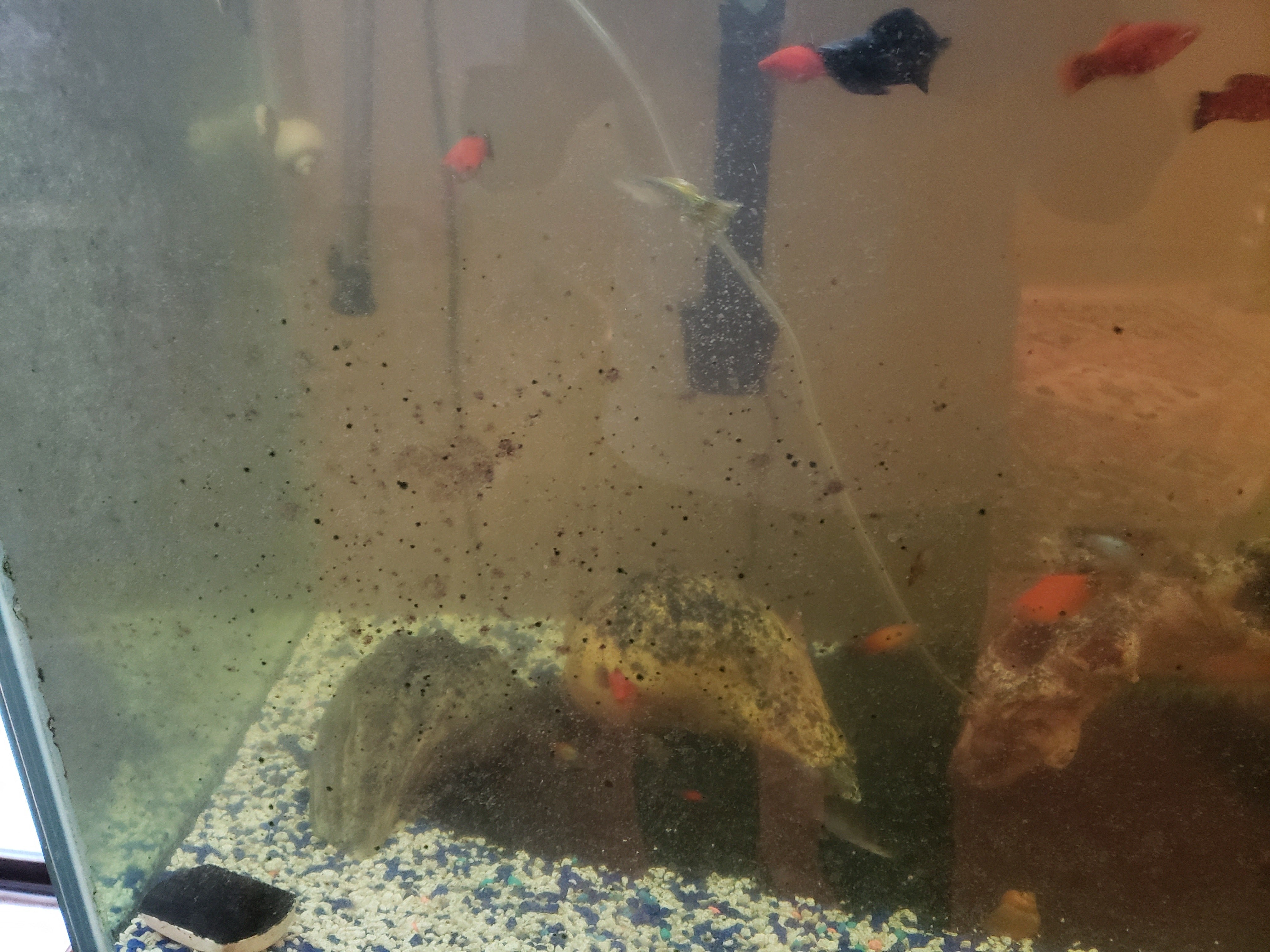 Dirty Tank