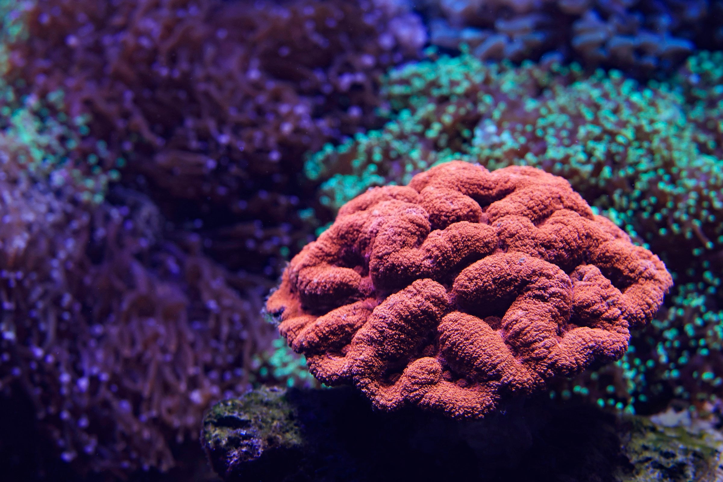 Close-up of vibrant brain coral in a reef aquarium